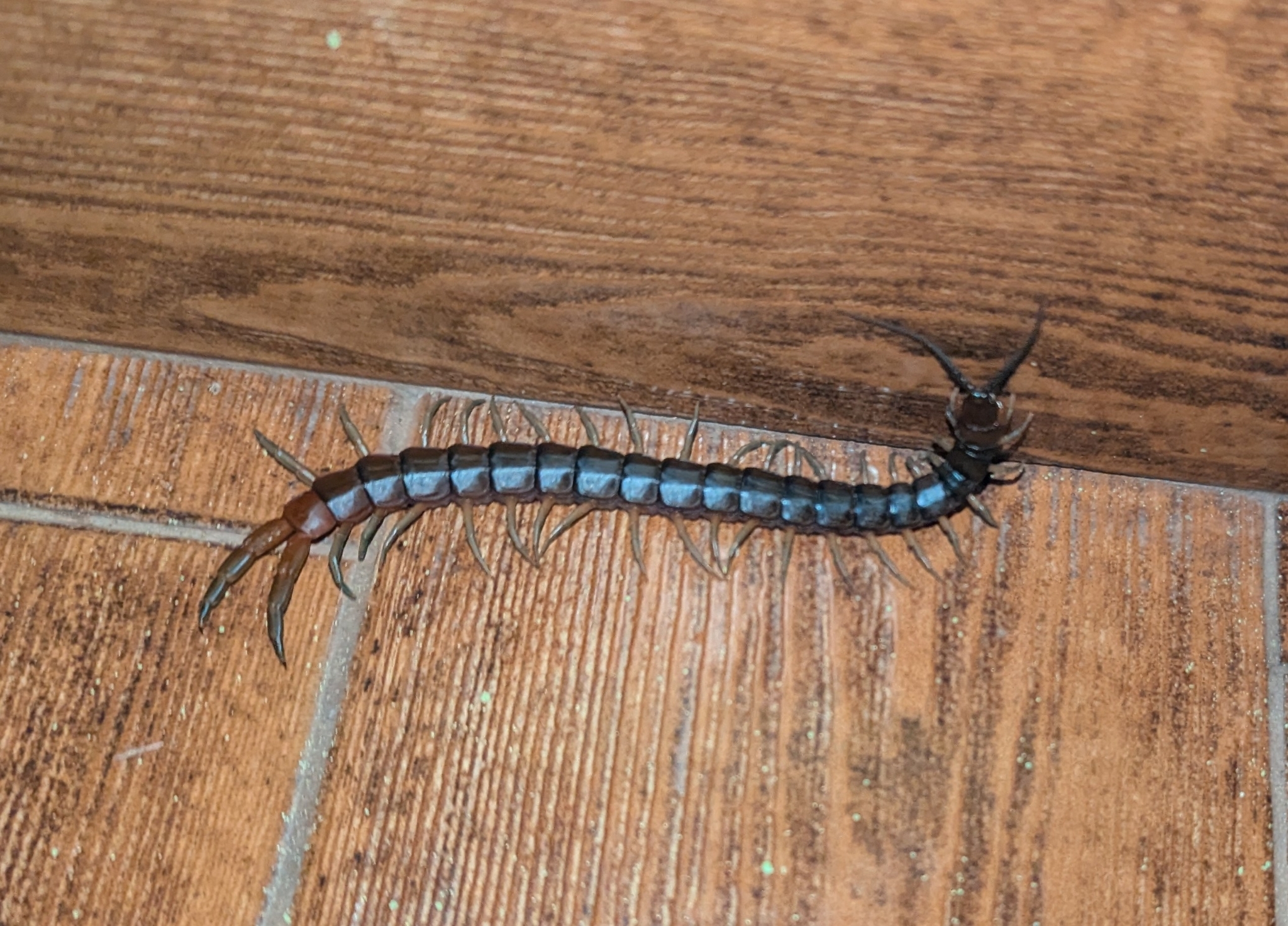 Scolopendra valida