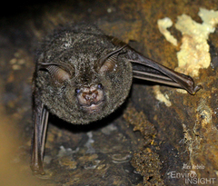 Cyclops Leaf-Nosed Bat photo 2