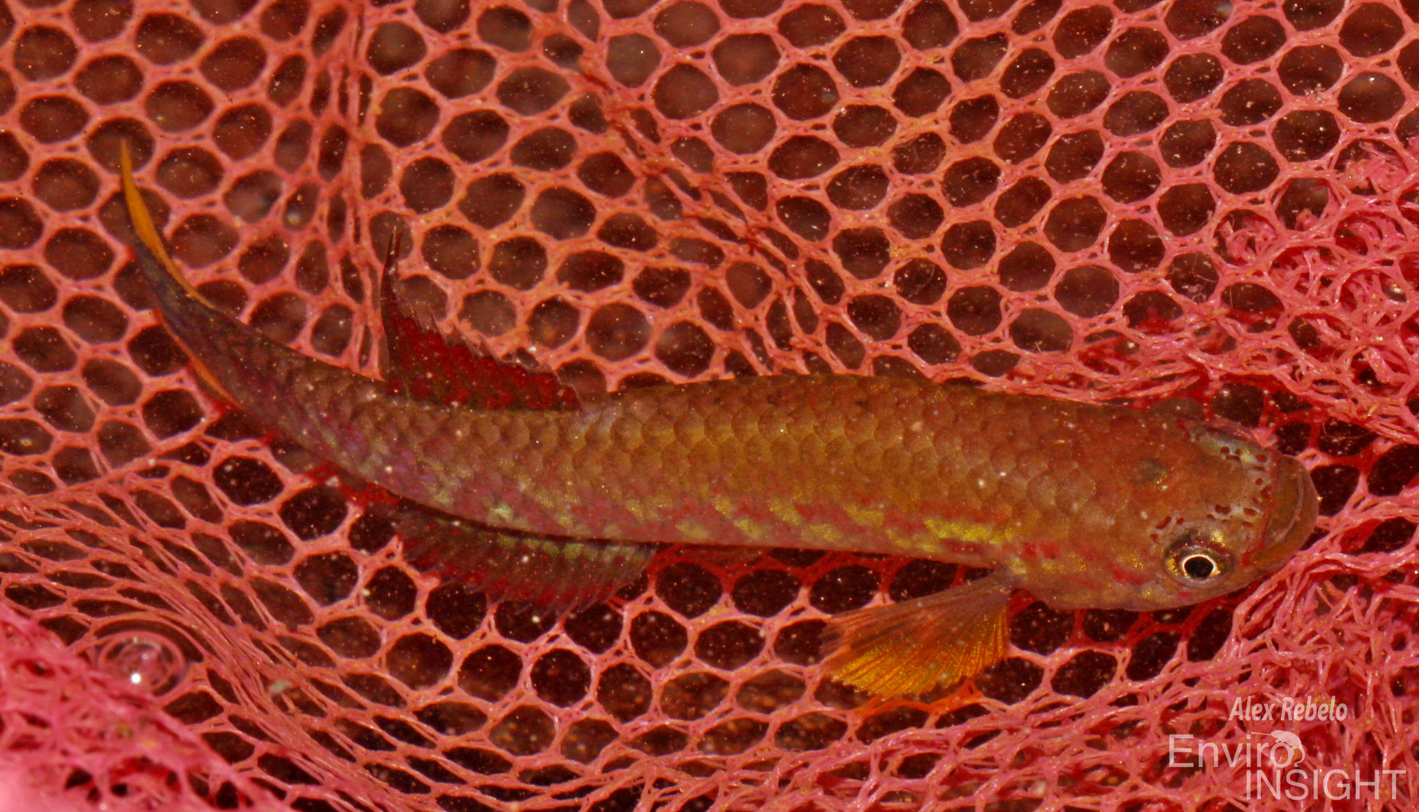 Scriptaphyosemion brueningi