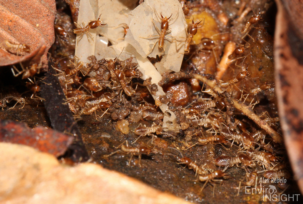 Acanthotermes