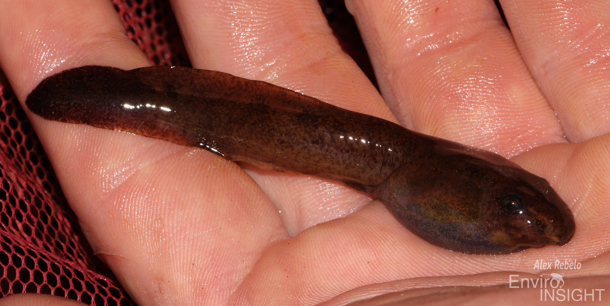Astylosternus occidentalis Parker, 1931