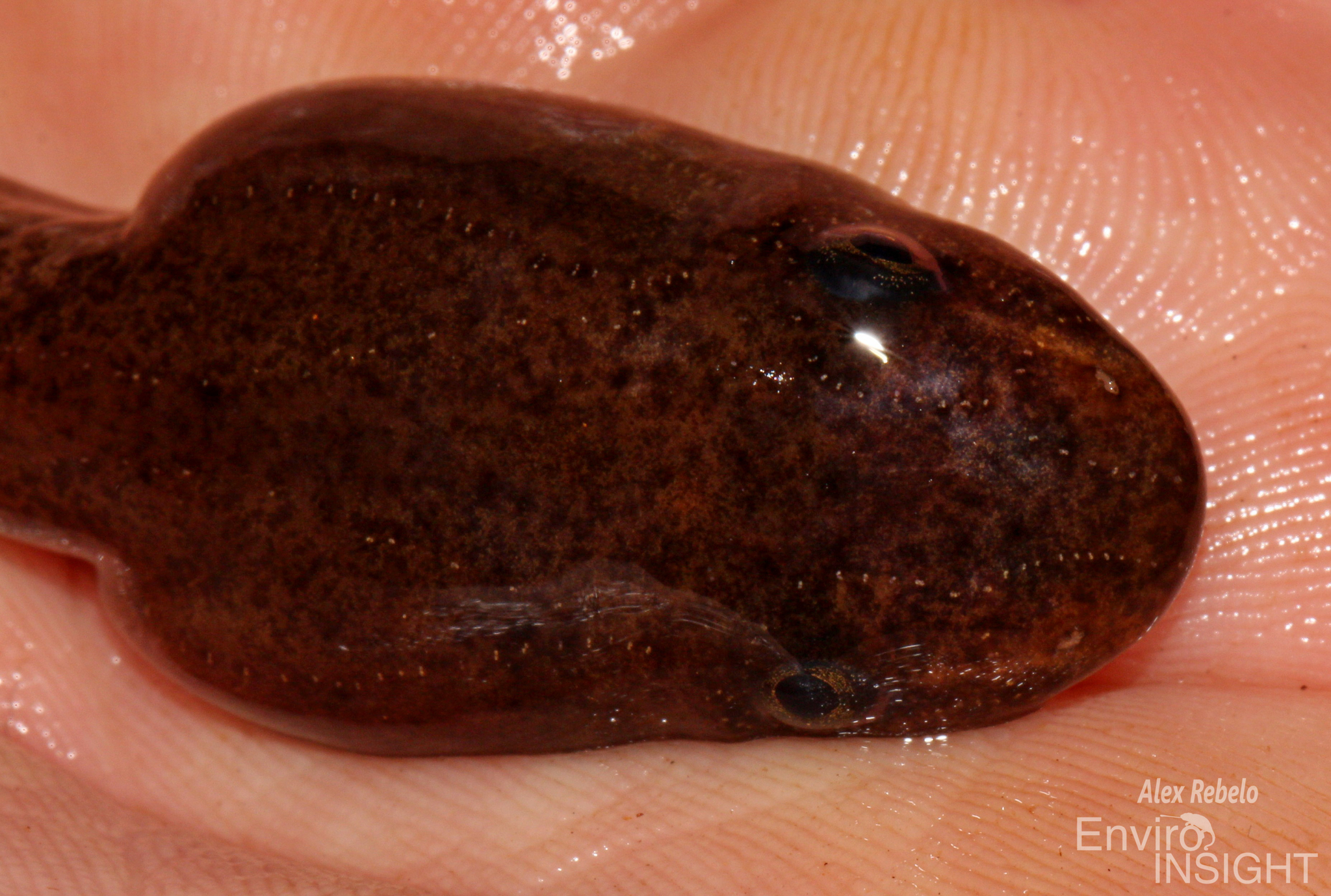 Astylosternus occidentalis Parker, 1931