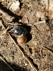Geotrupidae