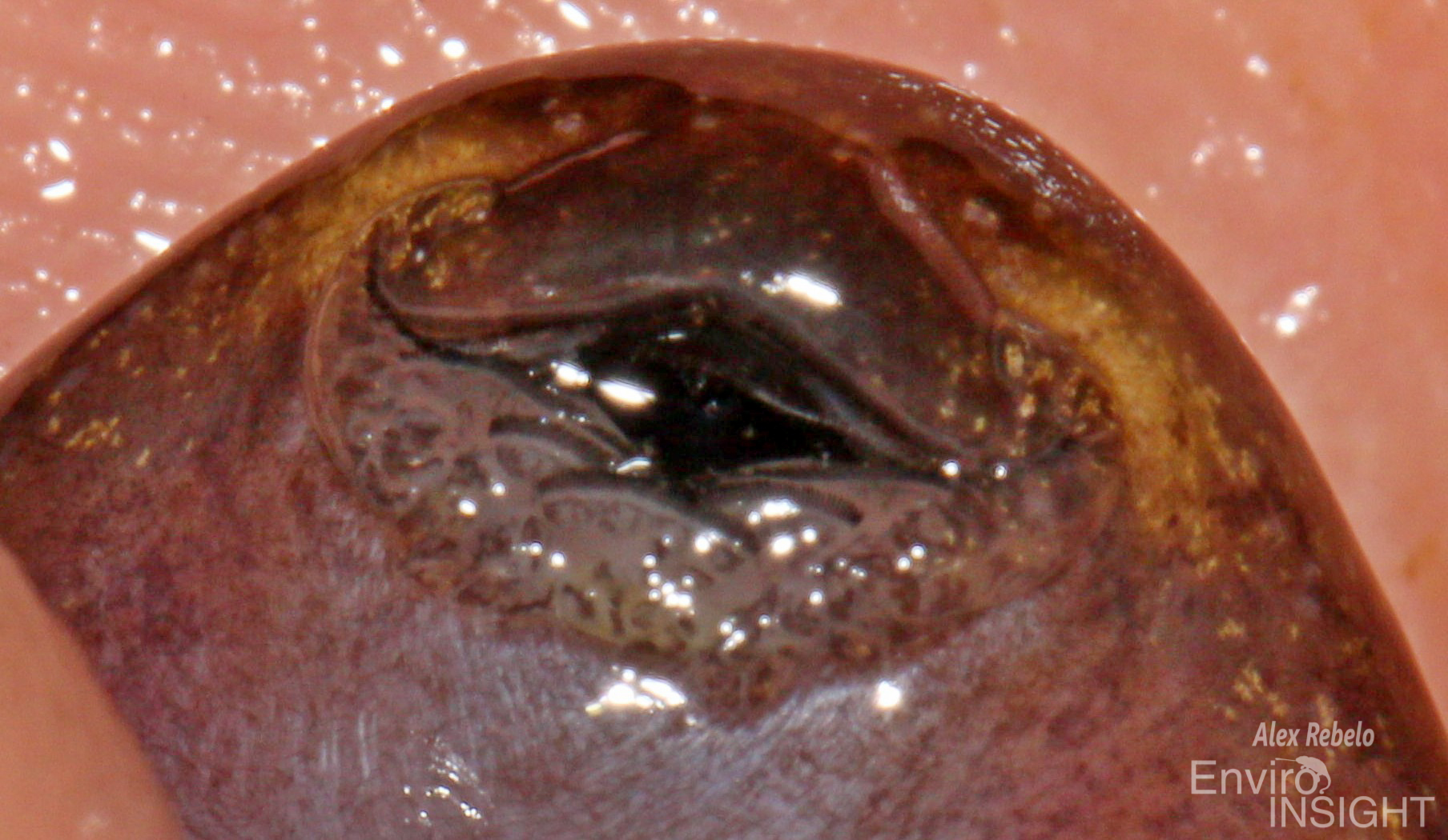 Astylosternus occidentalis Parker, 1931