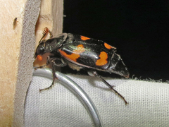 Nicrophorus sayi