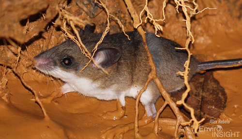 African Water Rat (Colomys goslingi) — Least Concern Mammalia