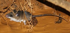African Wading Rat photo 3