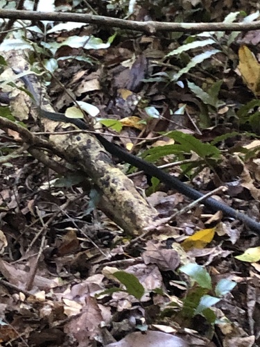 Common Tree Snake sighting