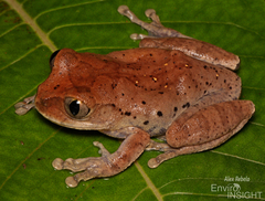 Forest Treefrog photo 5