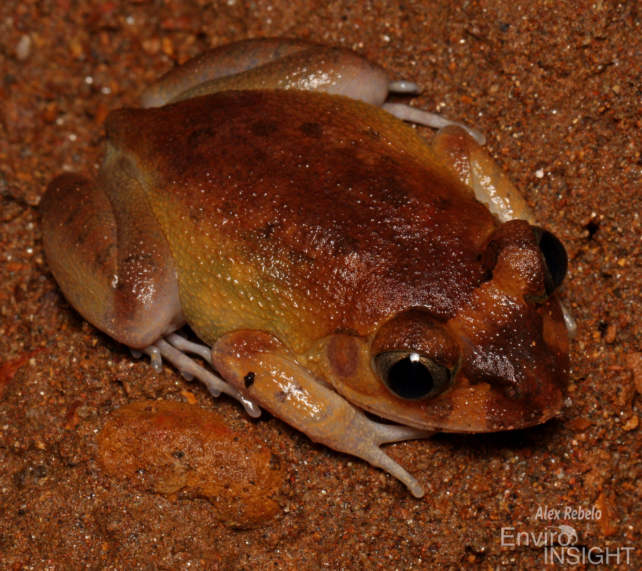Astylosternus occidentalis Parker, 1931