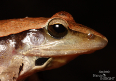 Snouted Grassland Frog photo 5