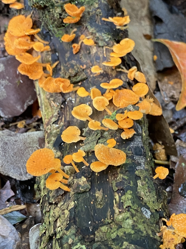 Favolaschia claudopus · January 2025 · photo: © martinhj (iNaturalist, cc-by)