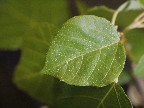 Croton aromaticus, 2025-01-04