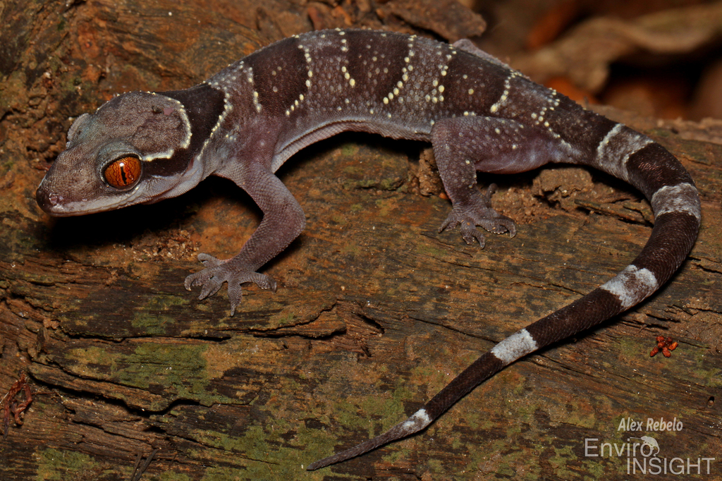 Banded Leaf-Toed Gecko