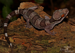 Banded Leaf-Toed Gecko photo 2
