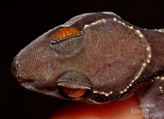Banded Leaf-Toed Gecko photo 3