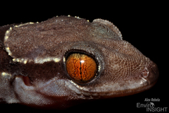 Banded Leaf-Toed Gecko photo 4