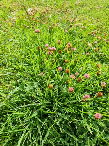 Foto de Trevo-morango