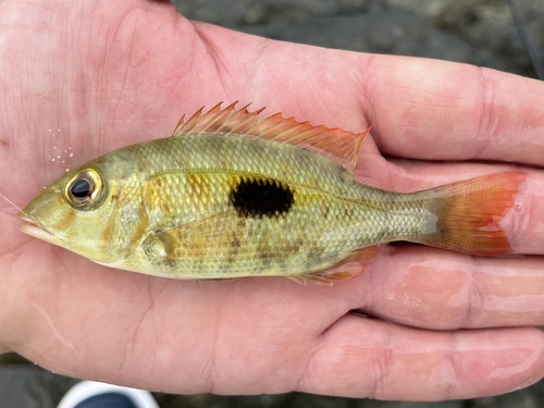 Black blotch emperor (Lethrinus harak) — Lethrinidae — 2