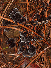 Thelephora caryophyllea