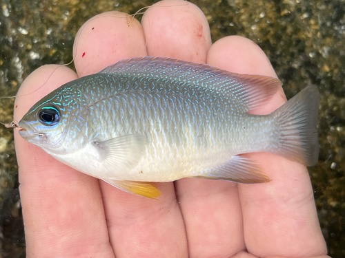 Blue damsel (Chrysiptera glauca) — Pomacentridae — 2