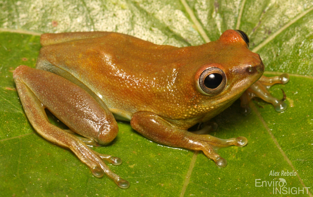 Dotted Reed Frog