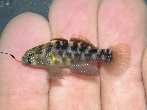 Bluespotted goby (Asterropteryx semipunctata) — Gobiidae — 3