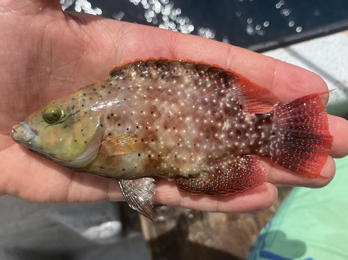 Floral Maori Wrasse