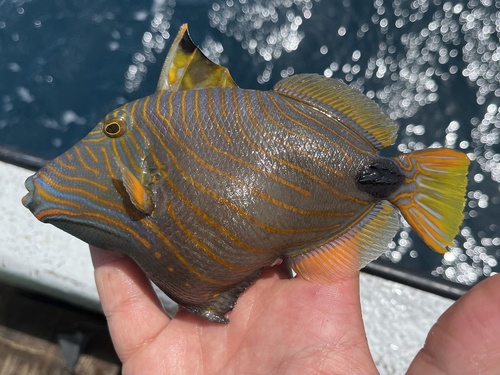 Orangestripe Triggerfish