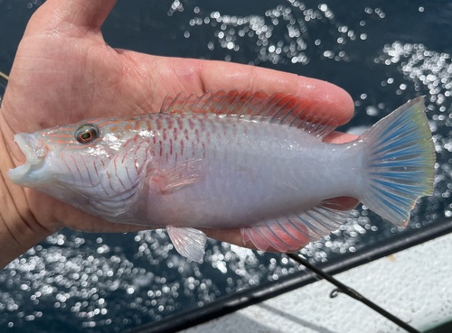 Bandcheek wrasse (Oxycheilinus digramma) — Labridae — 2
