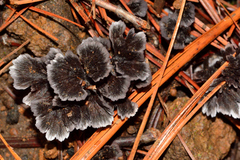 Thelephora caryophyllea