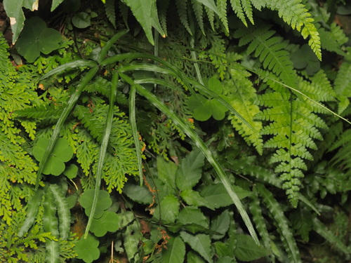 Pteris × namegatae iNat (3)