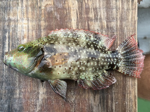 Dotted maori (Cheilinus chlorourus) — Labridae — 3