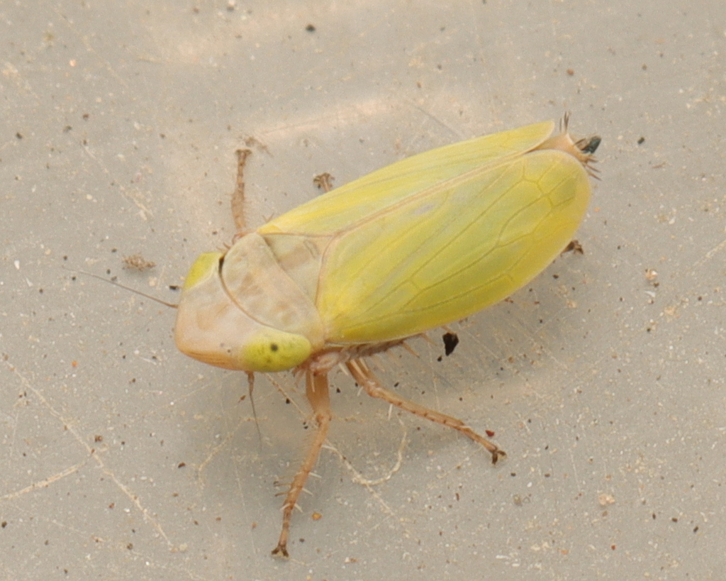 Bonaspeia