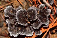 Thelephora caryophyllea