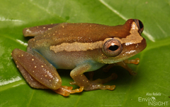 Sierra Leone Reed Frog photo 1