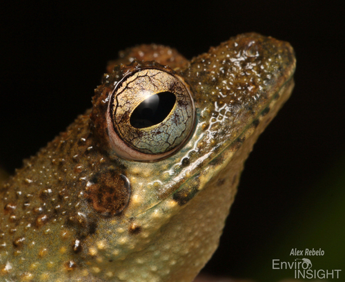African foam-nest tree frog