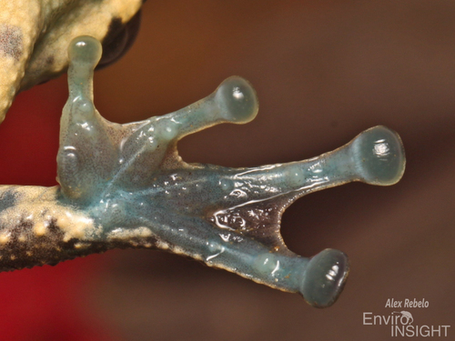 African foam-nest tree frog