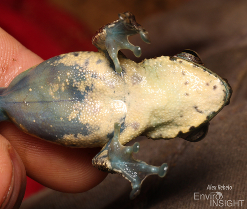 African foam-nest tree frog