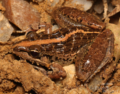 Broad-Banded Grass Frog photo 2