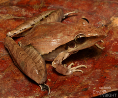 Snouted Grassland Frog photo 2