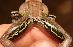 Snouted Grassland Frog photo 4