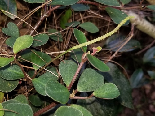 Peperomia sandwicensis observed 2024-07-31
