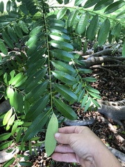 Simarouba