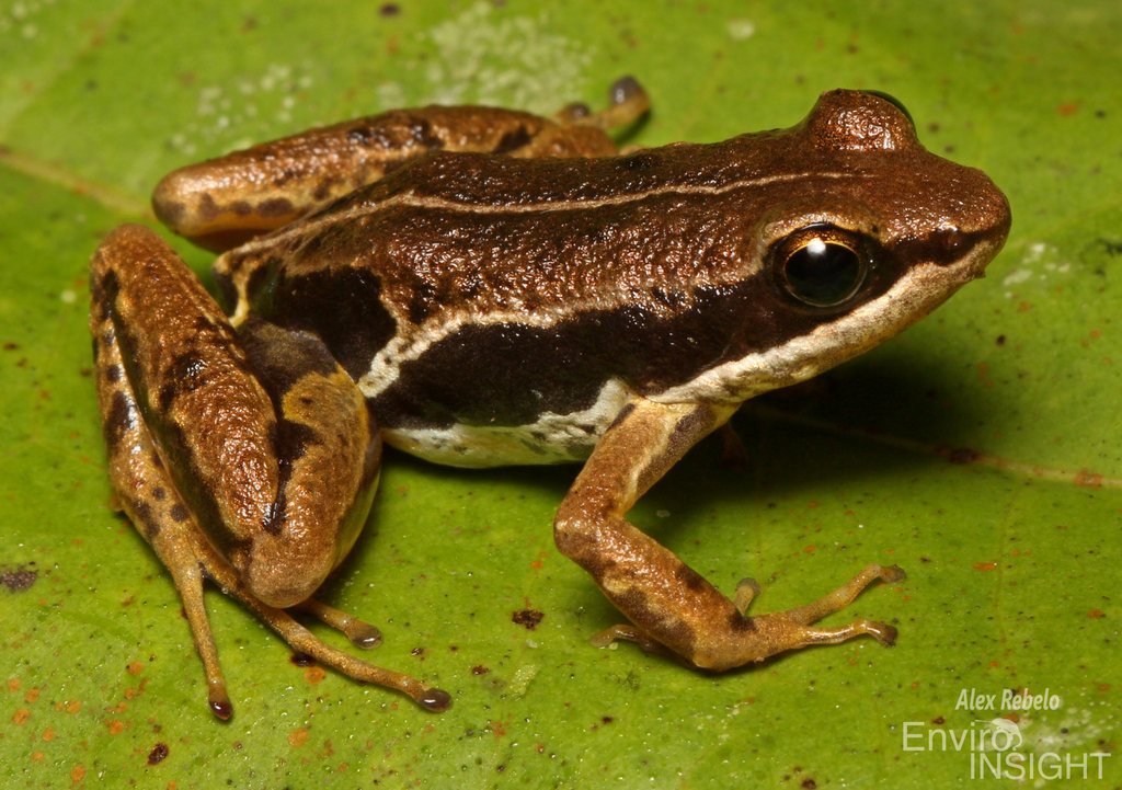 Macenta River Frog