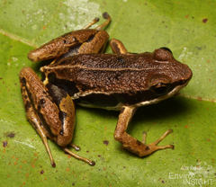 Macenta River Frog photo 5