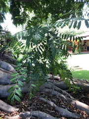 Simarouba