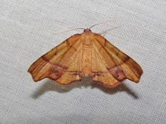 Plagodis phlogosaria