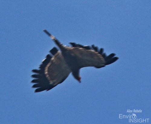 African Harrier-Hawk