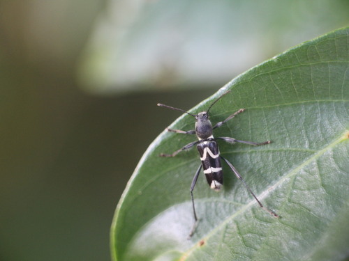 Perissus demonacoides